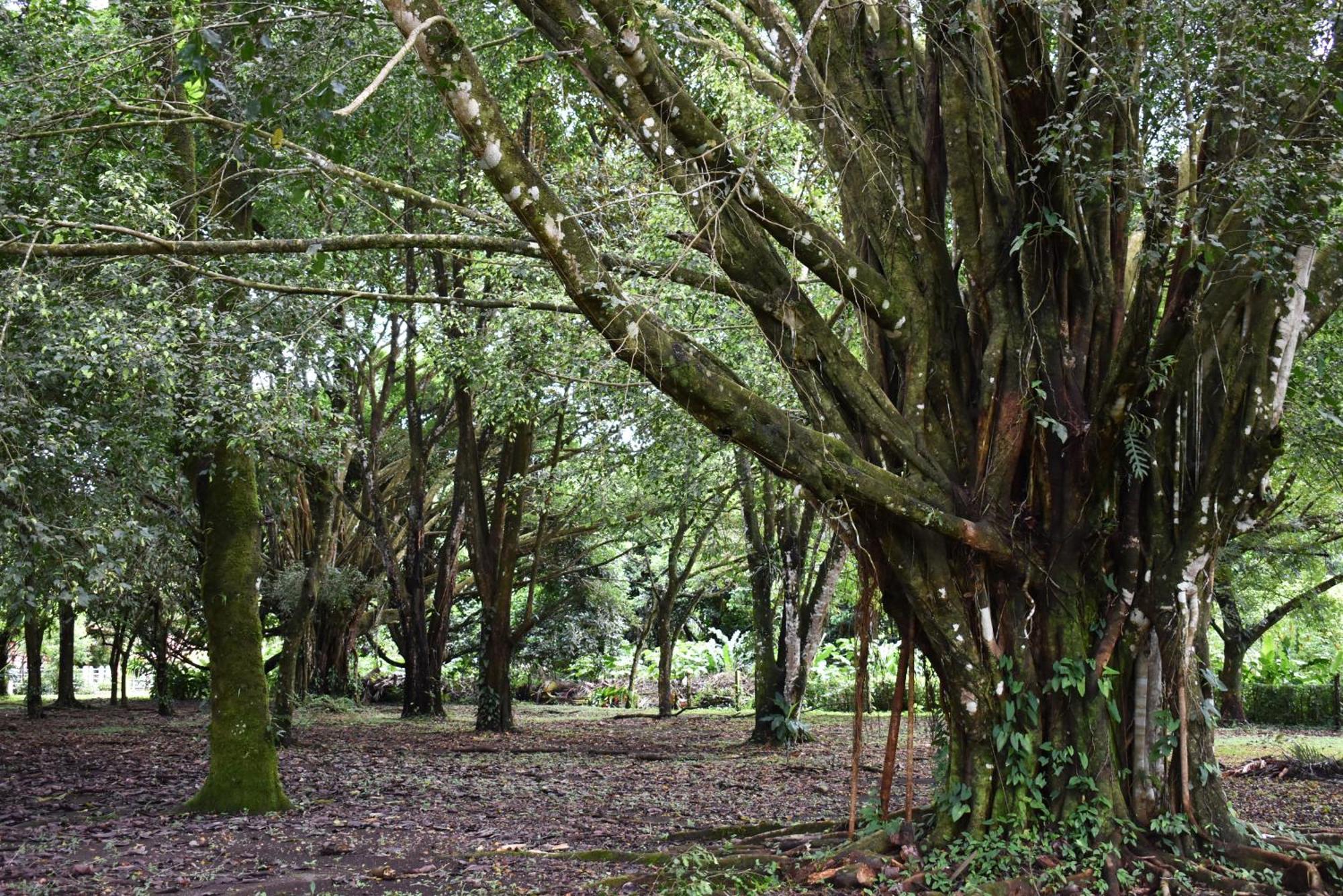 Hotel Arenal Country Inn La Fortuna Luaran gambar