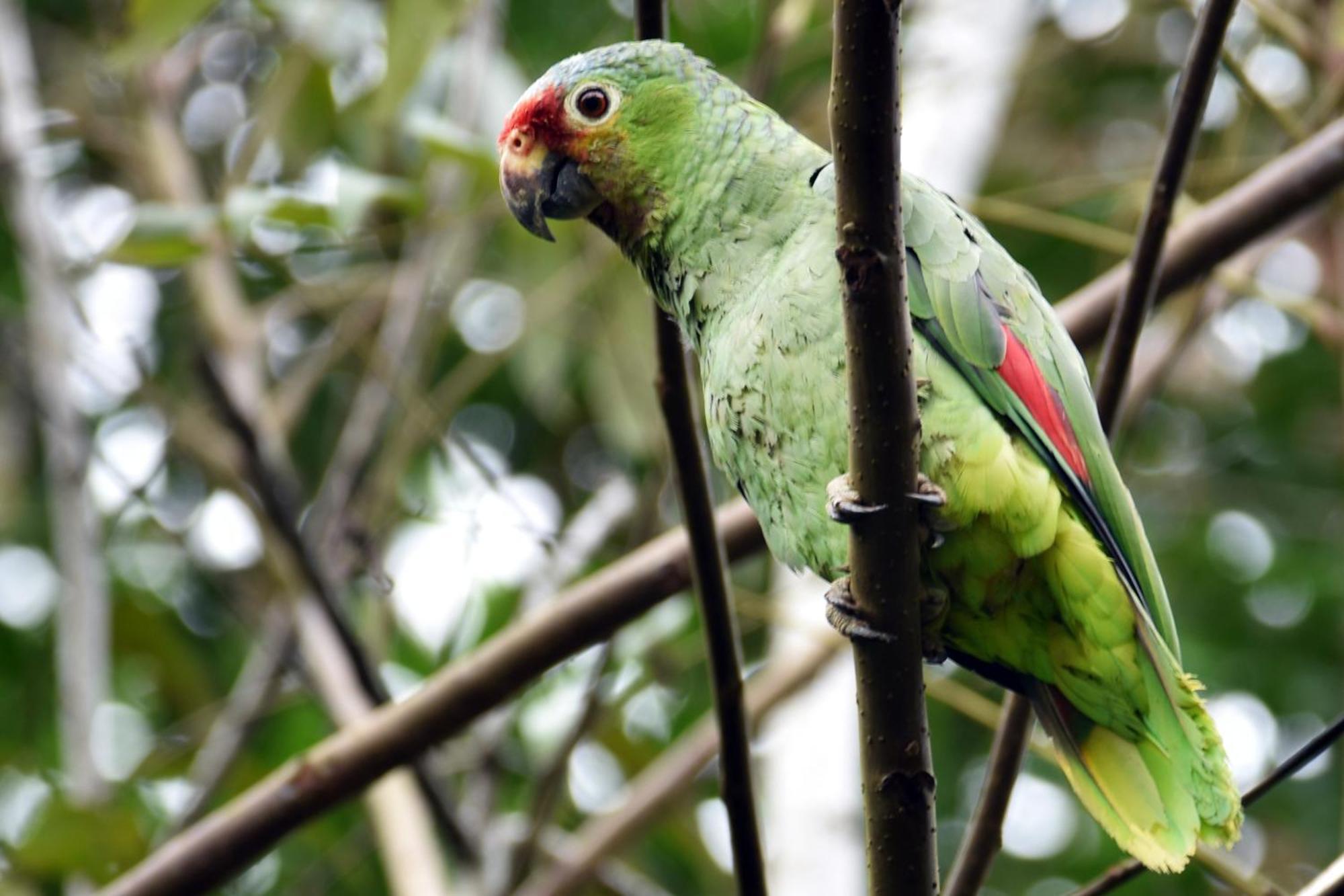 Hotel Arenal Country Inn La Fortuna Luaran gambar