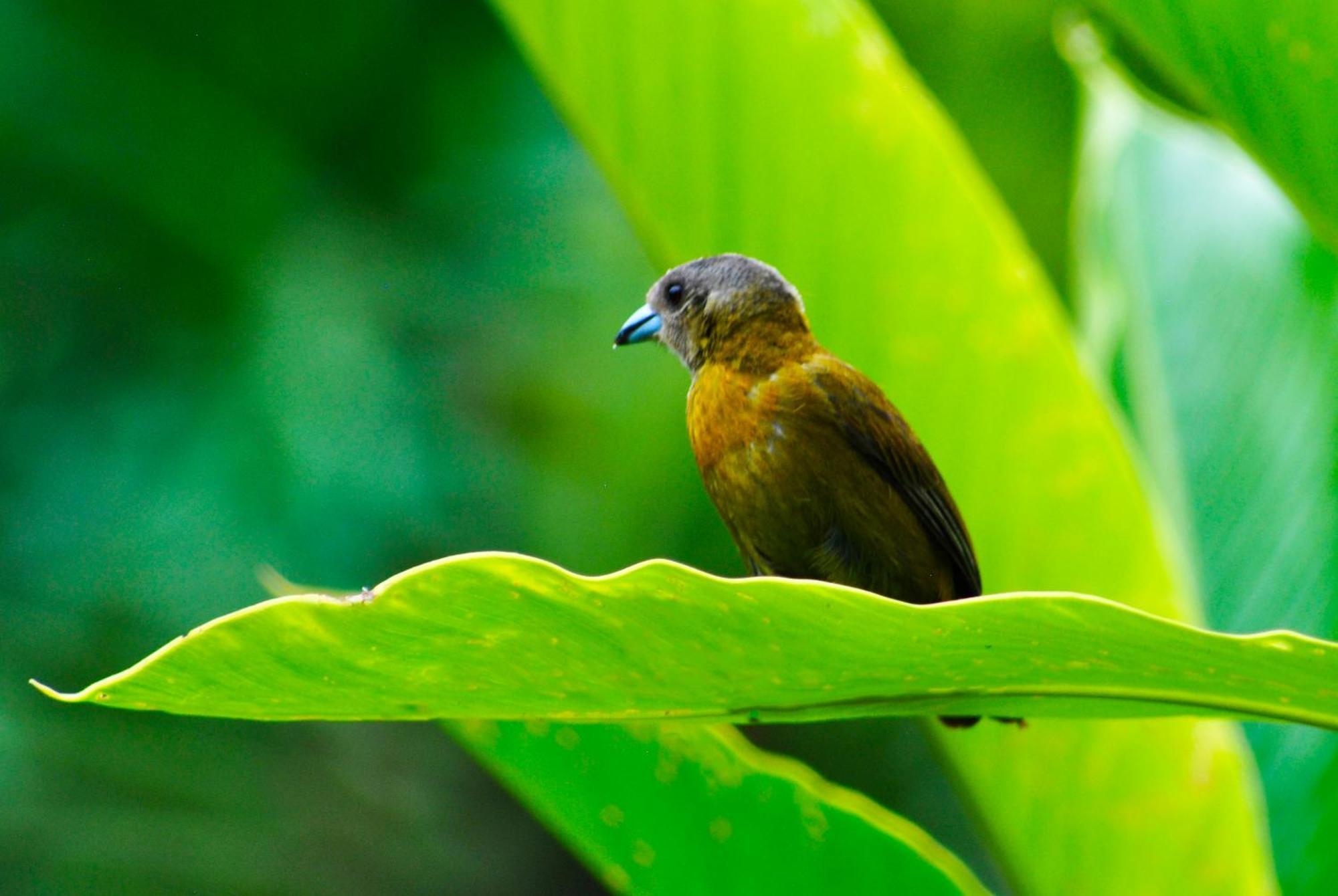 Hotel Arenal Country Inn La Fortuna Luaran gambar