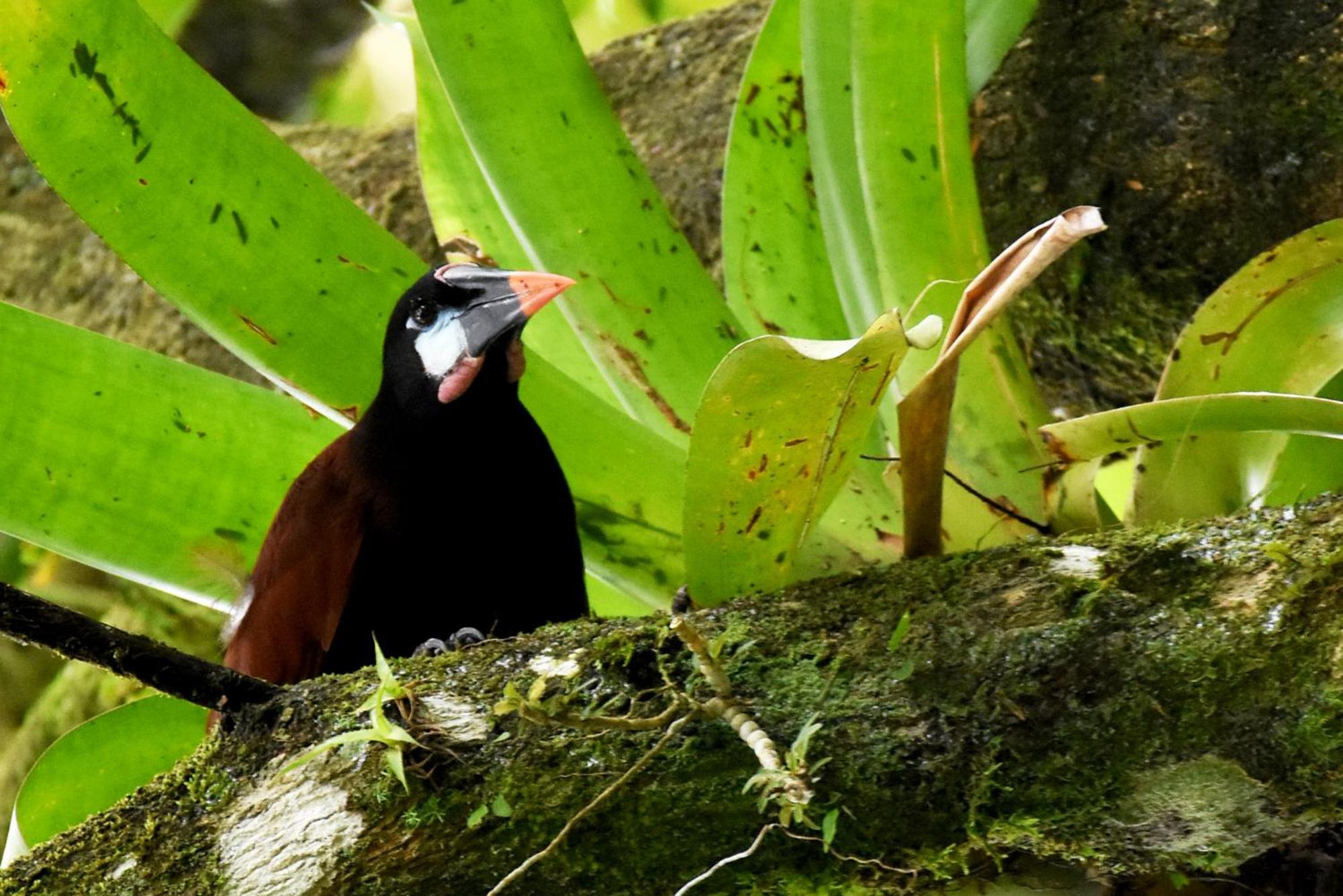 Hotel Arenal Country Inn La Fortuna Luaran gambar