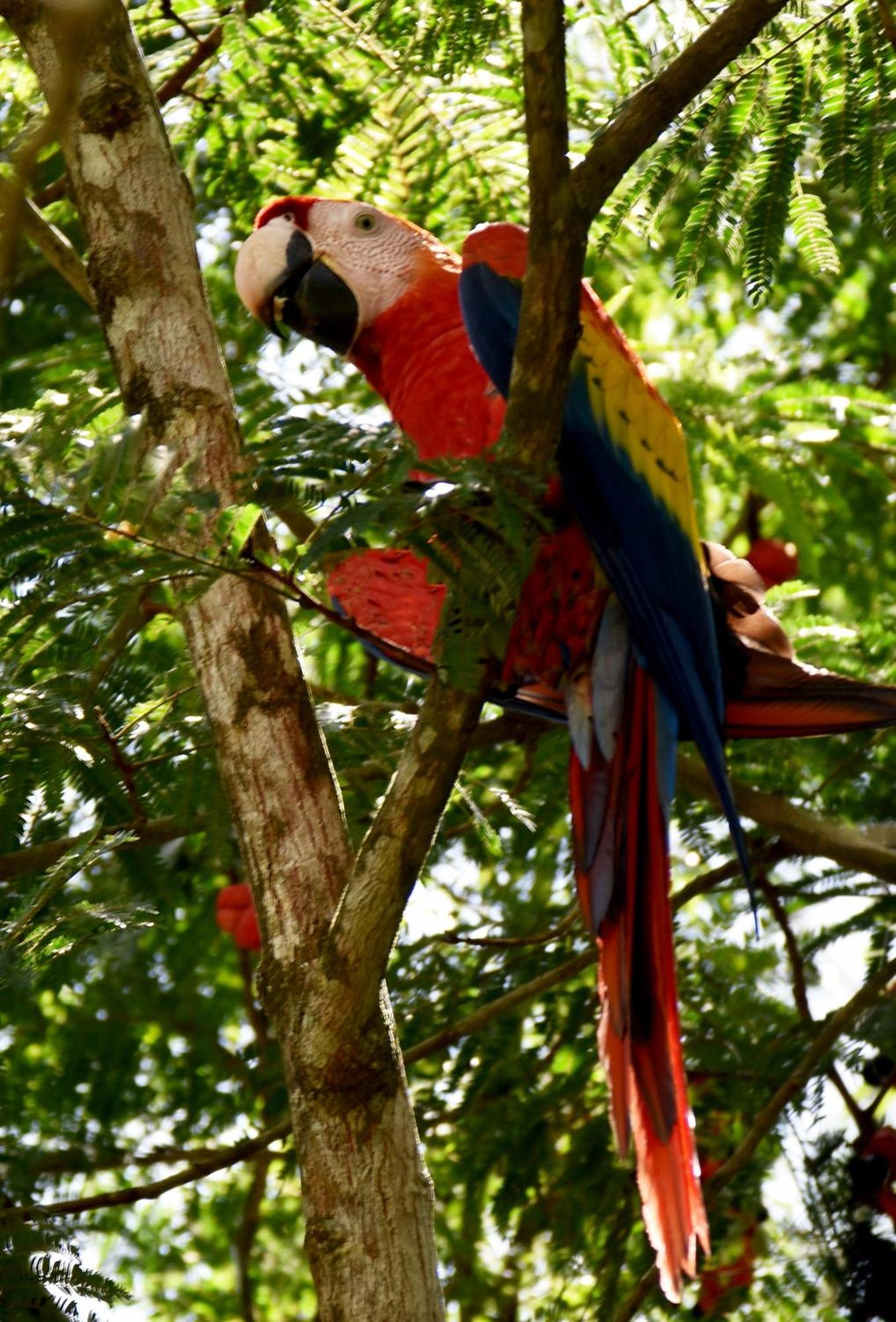 Hotel Arenal Country Inn La Fortuna Luaran gambar